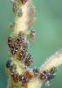 Glyphina betulae